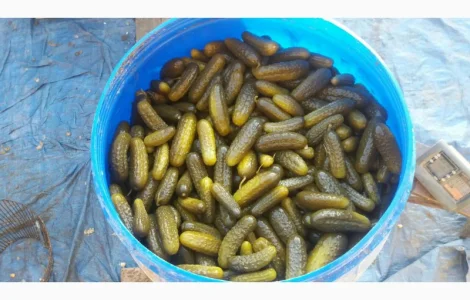 Продам огурцы