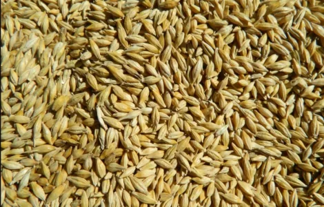 Продам ячмень Девятый вал - семена для посева озимого ячменя