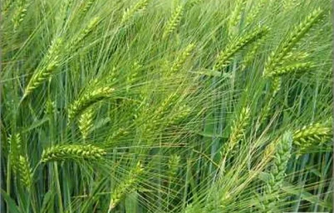 Продаем семена ярового ячменя - сорт ГЕЛИОС. Элита и 1 репродукция