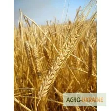 Продаем семена ярового ячменя - сорт СТАЛКЕР. Элита и 1 репродукция