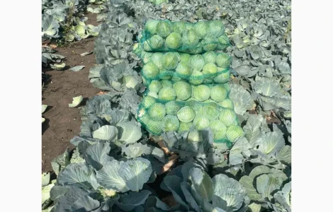 Продам капусту