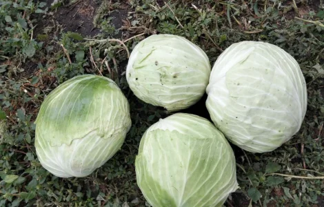 Продам капусту