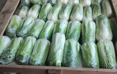 Продам Пекинскую капусту