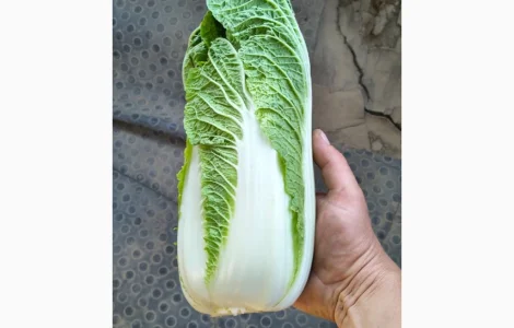 Продам пекинскую капусту