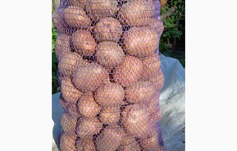 Продам картоплю сорта Белла Роса