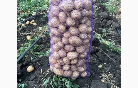 Продам посадкову рівʼєру друга репродукція
