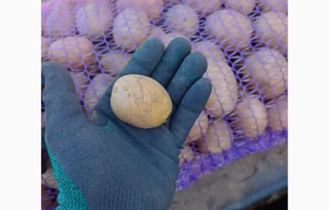 Продам посадочный картофель Аризона