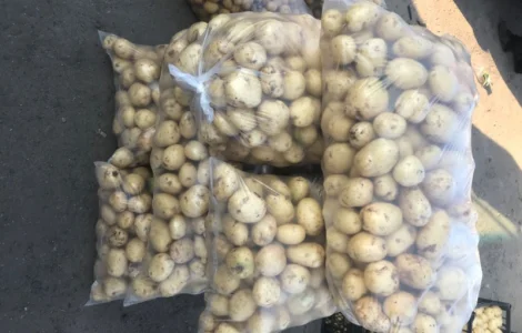 Продам картоплю сорт рів‘єра