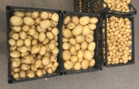 Продам товарну картоплю сорт рів‘єра