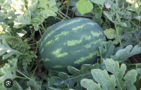 Продам кавун