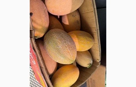 Продам диню