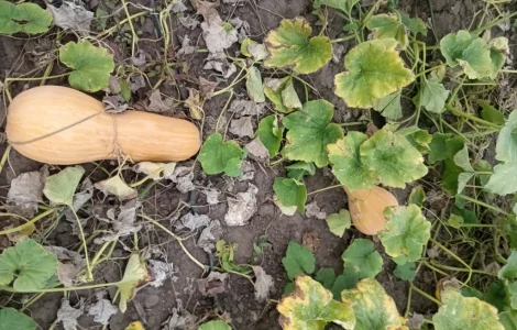 Продам мускатний гарбуз