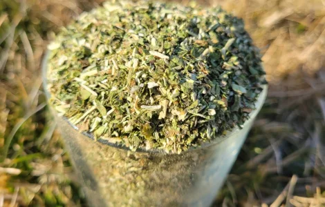 Махорка зелёная домашняя
