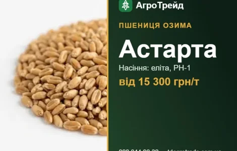 Пшеница Астарта — семена, от 15 300 грн/т