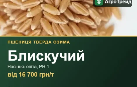 Пшеница твердая Блискучий — насіння