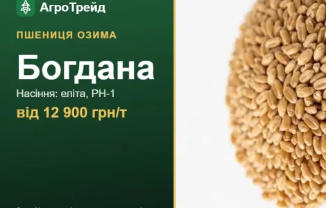 Пшеница Богдана — семена, от 12 900 грн/т