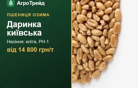 Пшеница Даринка киевская — семена