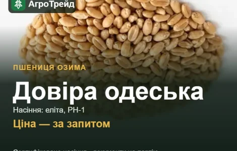 Пшеница Доверие одесская — семена элита, РН-1
