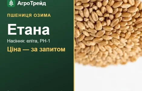 Пшеница Этана — семена элита, РН-1