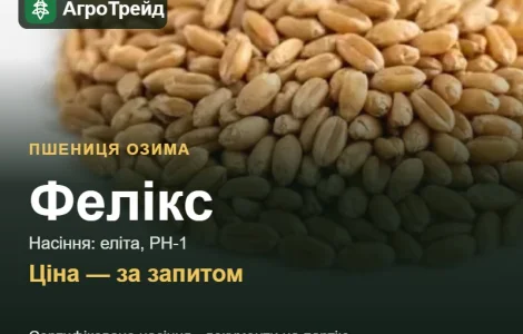 Пшениця Фелікс — насіння еліта, РН-1
