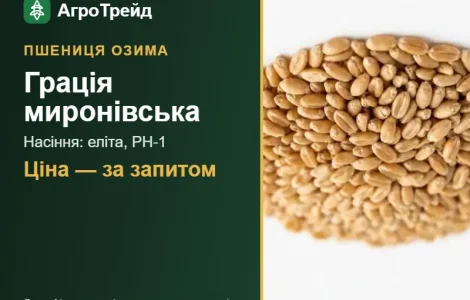 Пшеница Грация мироновская — семена элита, РН-1