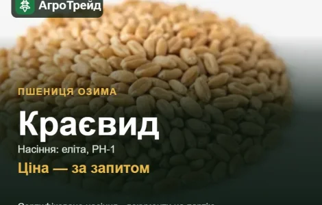 Пшеница Краевид — семена элита, РН-1