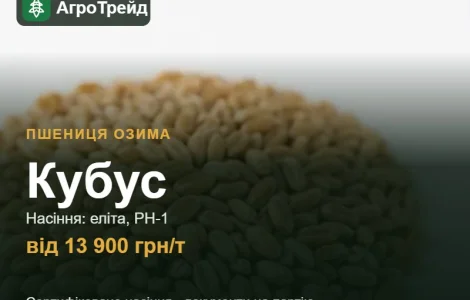 Пшеница Кубус — семена, от 13 900 грн/т