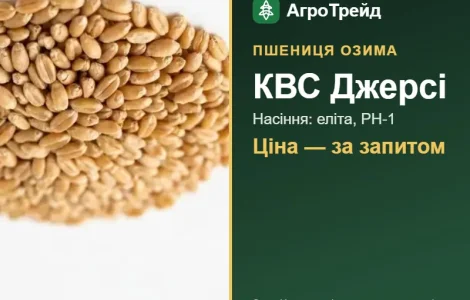 Пшеница КВС Джерси — семена элита, РН-1