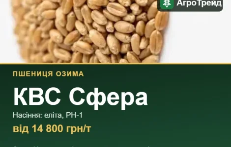 Пшениця КВС Сфера — насіння, від 14 800 грн/т