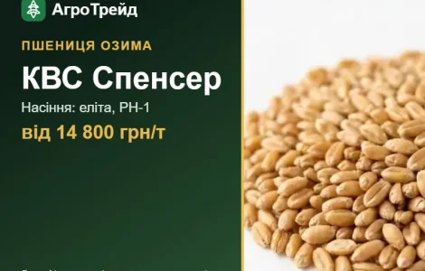 Пшениця КВС Спенсер — насіння, від 14 800 грн/т