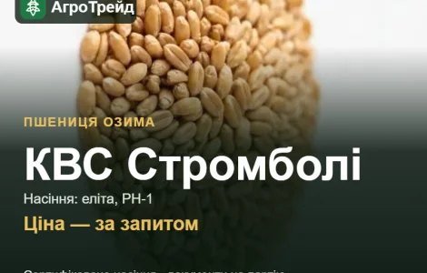 Пшеница КВС Стромболі — насіння еліта, РН-1