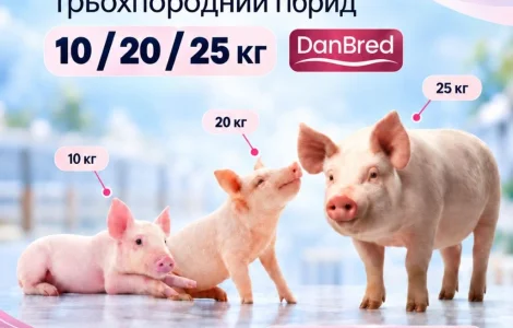 Маточник продає поросят 10/20/25 кг