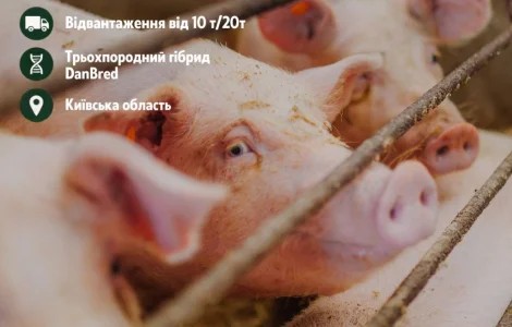 Відгодівельник продає товарних свиней