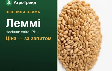 Пшениця озима Леммі — насіння