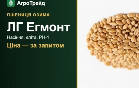 Озима пшениця ЛГ Егмонт — насіння