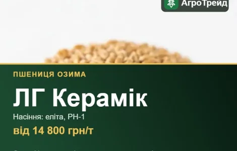Насіння: пшеница озимая ЛГ Керамик