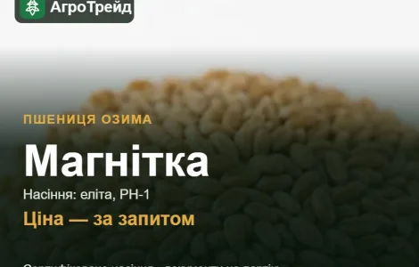 Посевная пшеница Магнитка