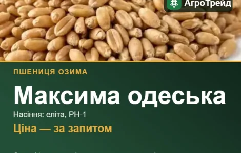 Пшениця Максима одеська для посіву