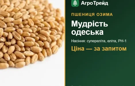 Посевная пшеница Мудрость одесская