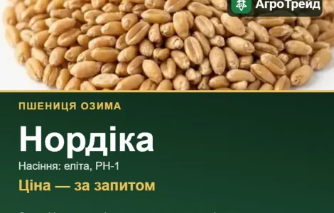 Купити пшеницю Нордіка на посів