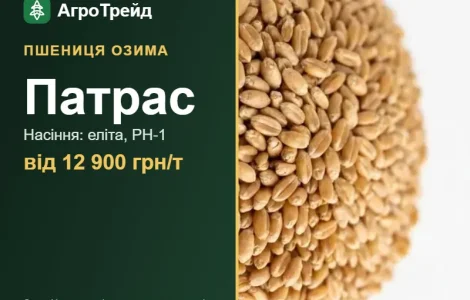 Посівна пшениця Патрас, від 12 900 грн/т