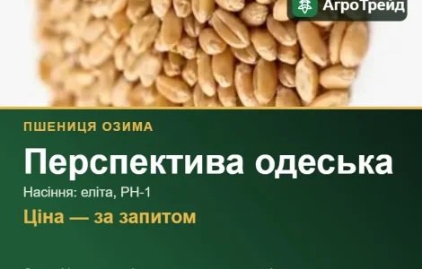 Пшеница Перспектива одесская для посева