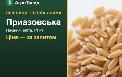 Насіння: пшениця тверда озима Приазовська