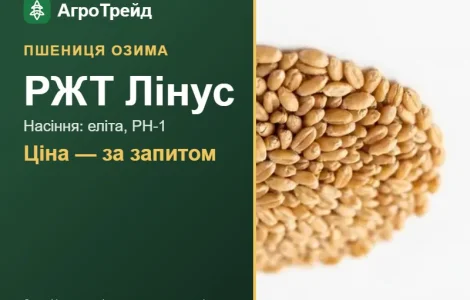 Пшениця озима РЖТ Лінус — насіння