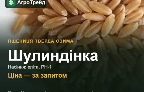 Пшеница твердая озимая Шулиндинка — семена