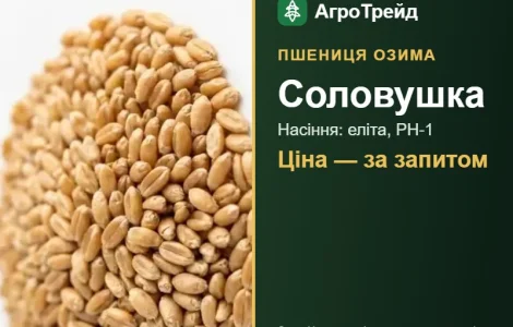 Насіння: пшениця озима Соловушка