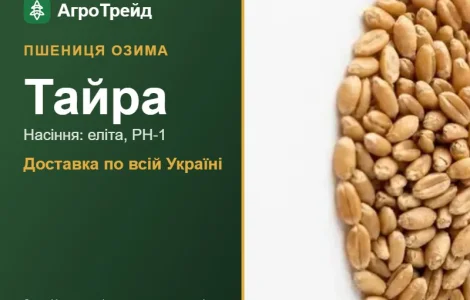 Озима пшениця Тайра — насіння, від 15 300 грн/т