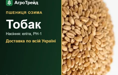 Купити пшеницю Тобак на посів