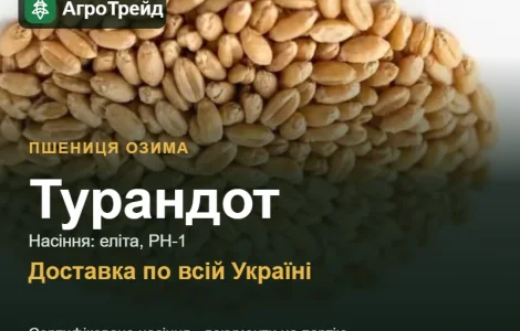 Пшеница озимая Турандот — семена, от 14 800 грн/т