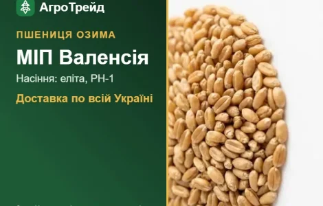 Посевная пшеница МІП Валенсия